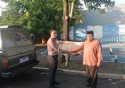 PB JATMA ASWAJA Salurkan 80 Ekor Sapi Kurban Idul Adha untuk Masyarakat Indonesia yang Membutuhkan